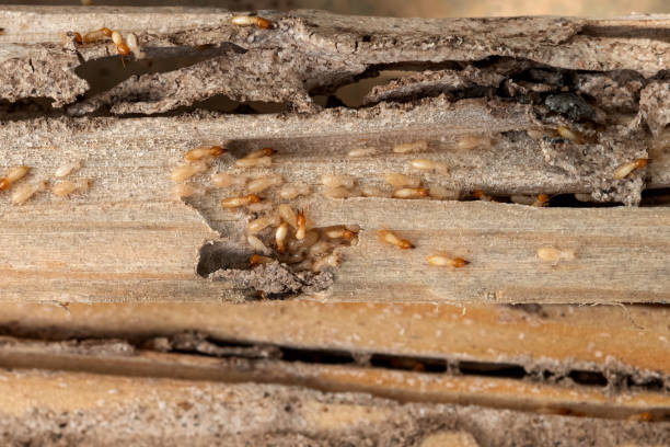 Benbrook, TX Pest Control Company