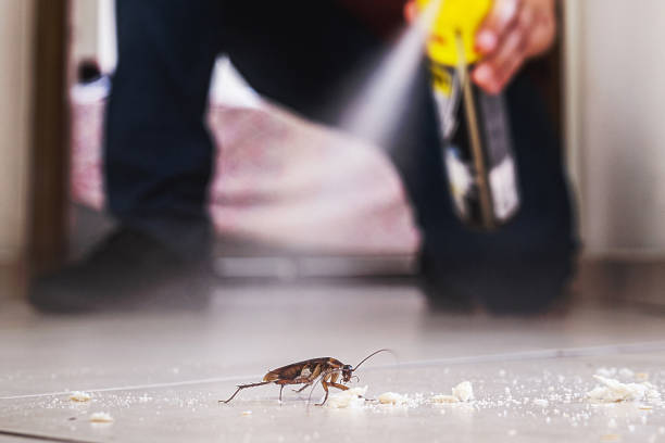 Insect Control in Benbrook, TX